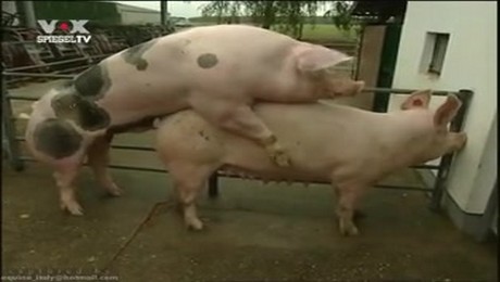 Zoo Порно с животными. Собаки и отдых: медитация с пушистым другом