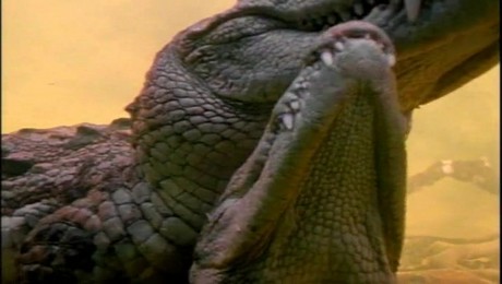 Zoo Порно с животными. Танцевальные тренировки с собаками: от основ до финала