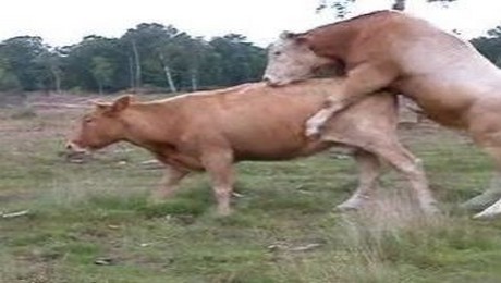 Zoo Порно с животными. Лошадь как инструмент снятия стресса и напряжения