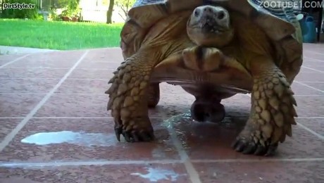 Zoo Порно с животными. Питомцы как метод восстановления после работы