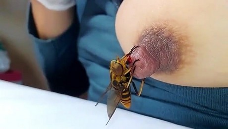 Zoo Порно с животными. Как свиньи помогают в борьбе с корневыми заболеваниями