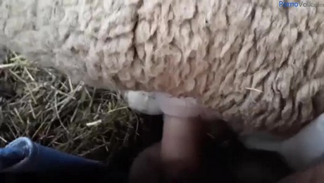 Zoo Порно с животными. Шарик или Мурка? Разбираемся, кто будет идеальным спутником.
