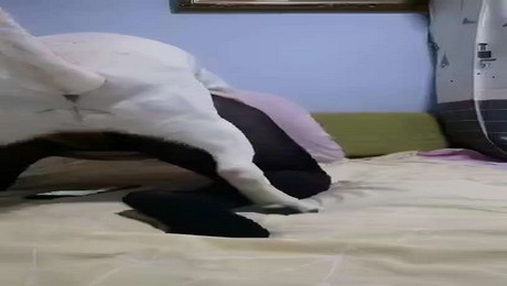 Zoo Порно с животными. Психотерапия с кошкой: чем полезны ваши пушистики