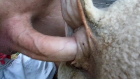 Zoo Порно с животными. Труд с лошадью: Уборка и работы в саду