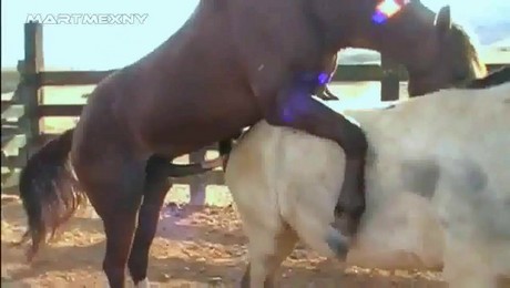 Zoo Порно с животными. Питомцы и йога: 10 поз для любви и внутреннего спокойствия
