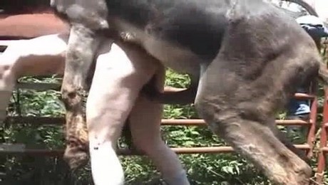 Zoo Порно с животными. Как тренировки с лошадью способствуют физическому развитию