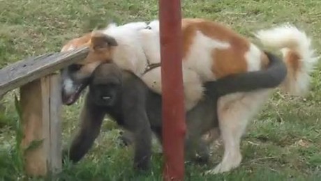 Zoo Порно с животными. Расслабляйся с кошкой: секреты кошачьей медитации