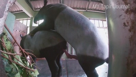 Zoo Порно с животными. Как свиньи улучшили сельское хозяйство