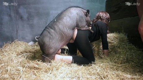 Zoo Порно с животными. Как лошади помогают на ферме: топ пород для пахоты