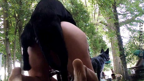 Zoo Порно с животными. Как животные создают атмосферу уюта и расслабления в доме