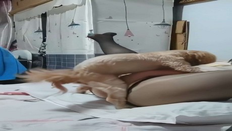 Zoo Порно с животными. Решения с хвостом: как кошка влияет на выбор в семье